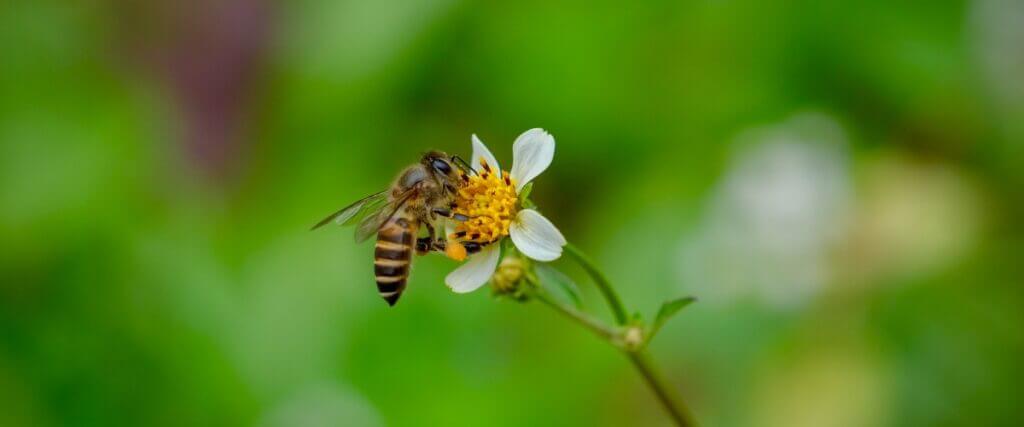 Apis Melifera