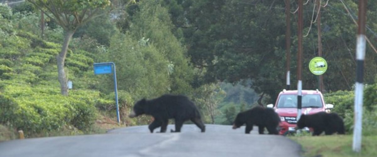 Bear crossing Human Widlife Interactions