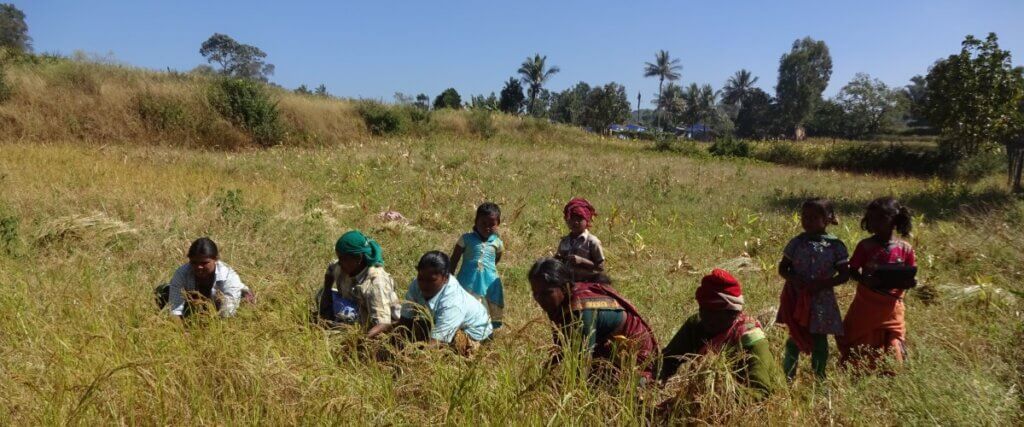 Samai Little Millet Harvest barefoot ecologists web header