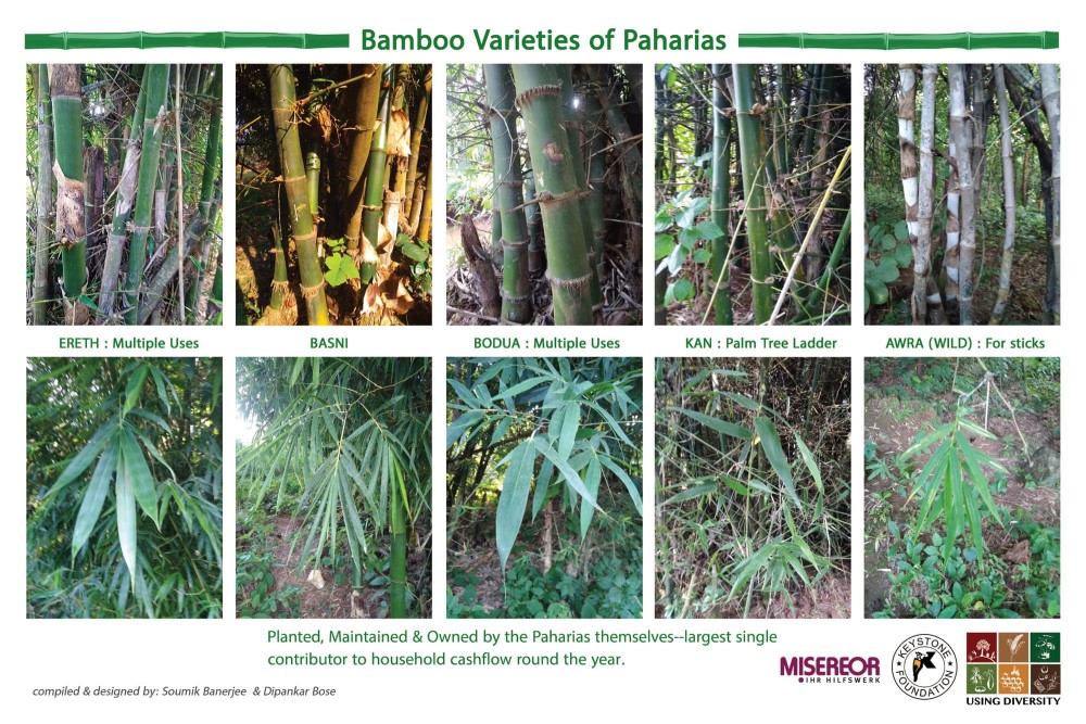 Bamboo Varieties of the Paharias