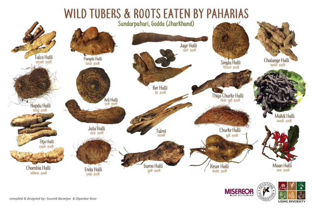 Tubers Consumed by the Paharias