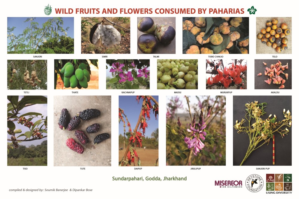 Wild Fruits Flowers of Paharias