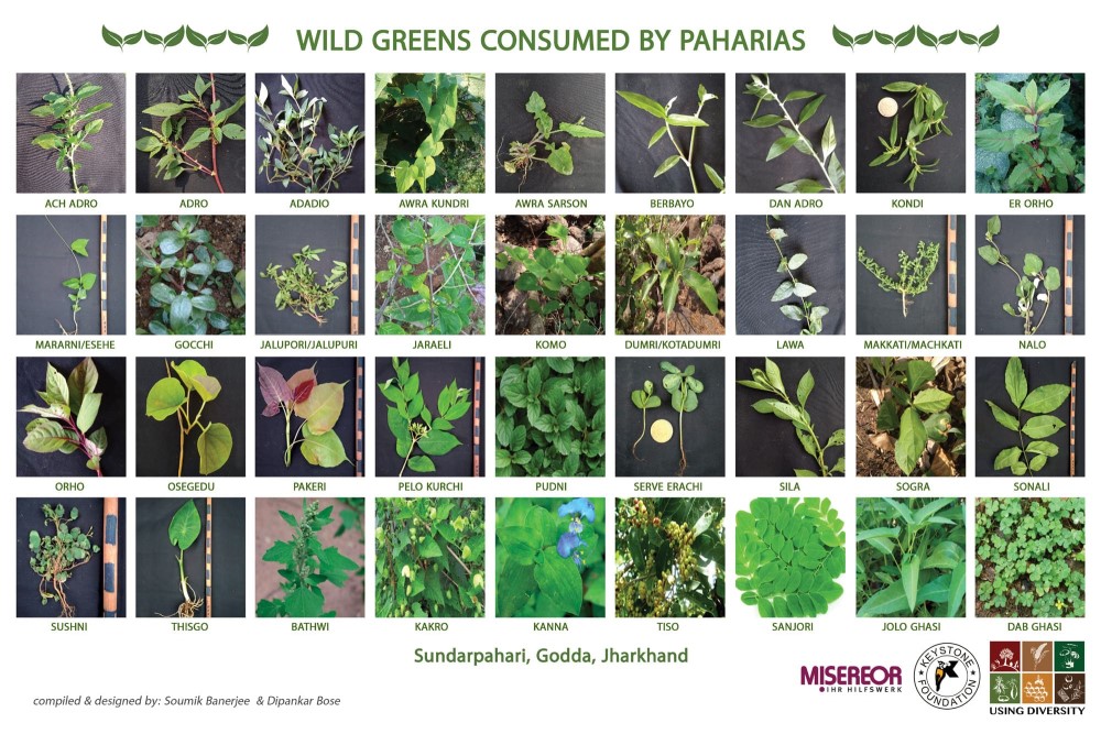 Wild Greens of the Paharias