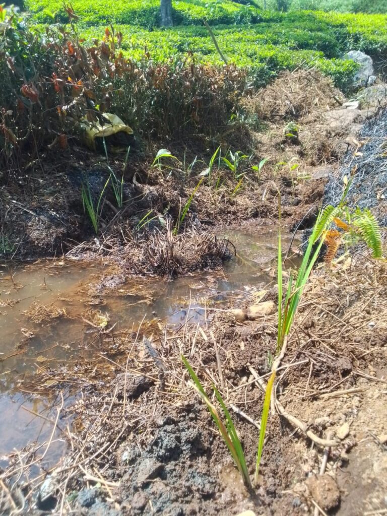 Agal native planting vasambu