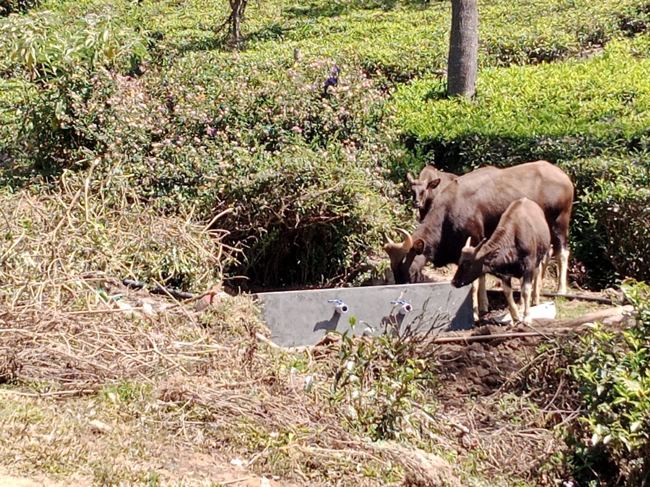 wildlife drinking spring box puthukotagiri