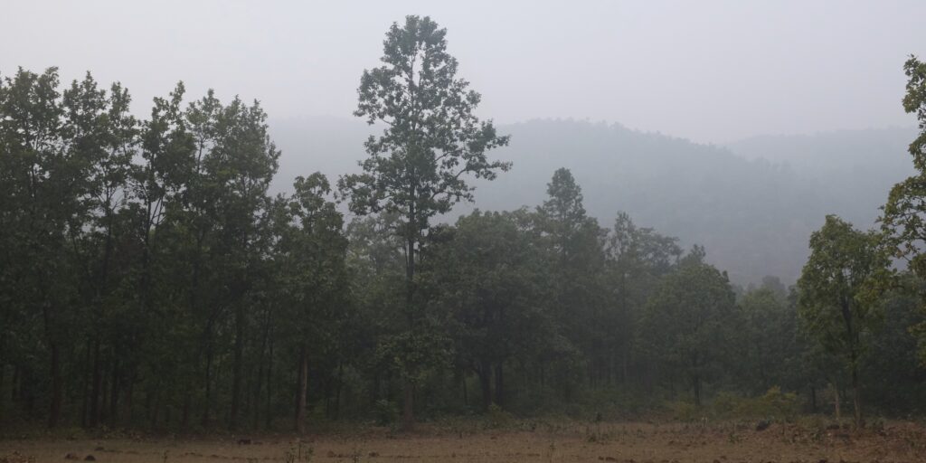 Lapaibera Forest