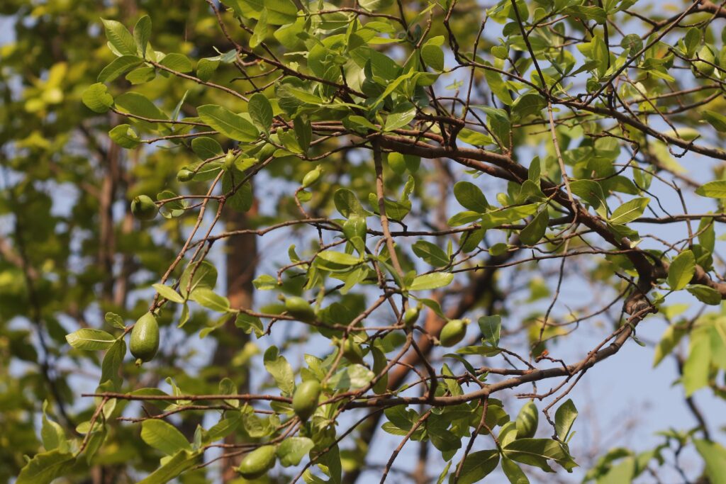 Bhurru