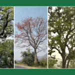 A Bee Tree Fall Gap – Memories and Relationships