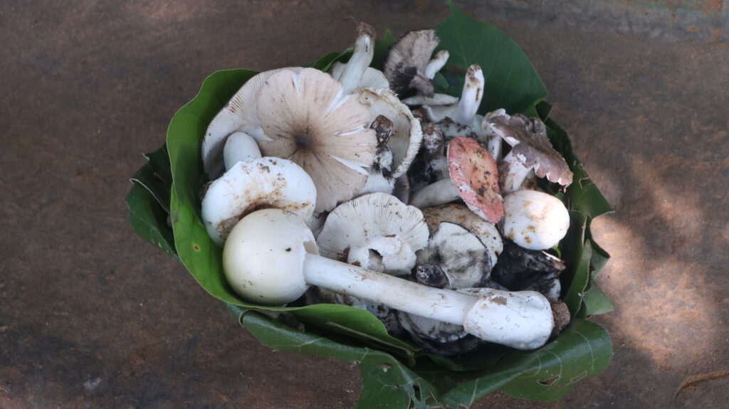 7 Mushroom Varaities