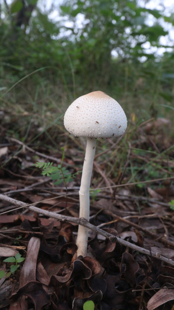 Gobaar Chattu 02 (1)