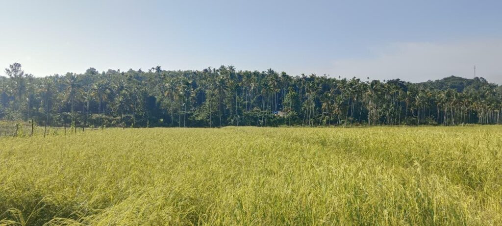 wayanad rice 3