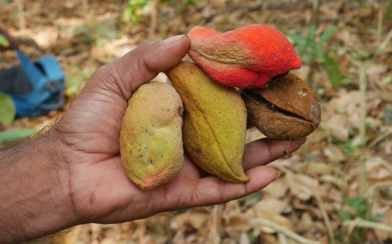 Seed of Sterculia guttata