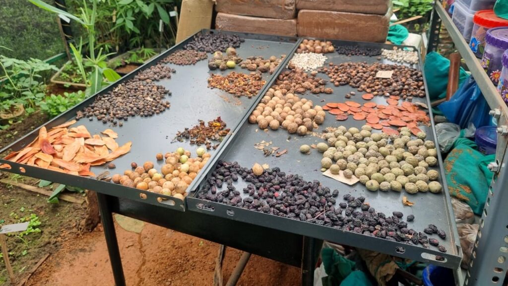 Seeds drying