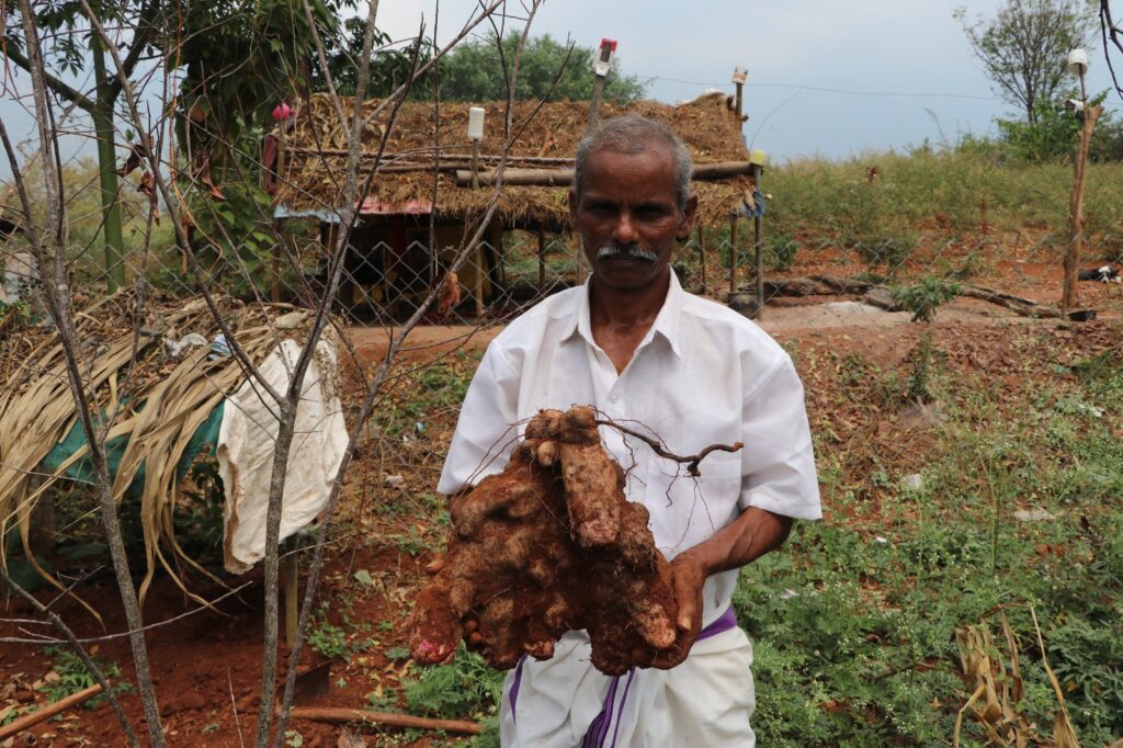 Nanjan grow traditional yam variety, Kaattu Vethilavalli Kodi Kizhangu