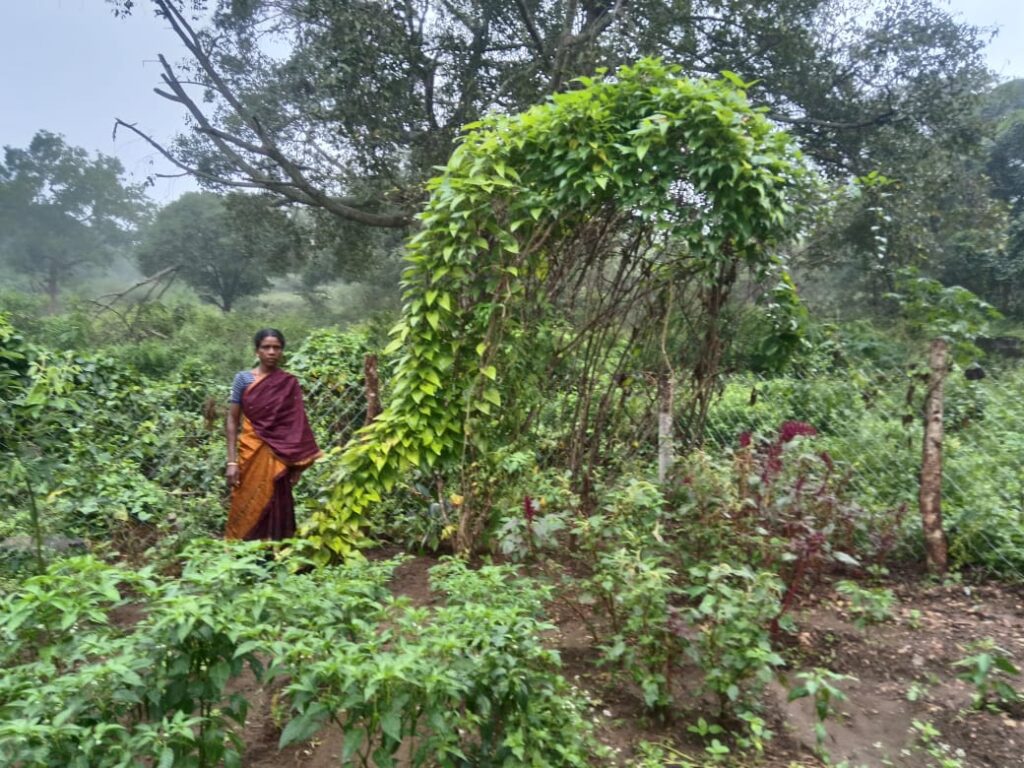Selvi( Poochamarathur)grow the traditional vella maattu kizhangu
