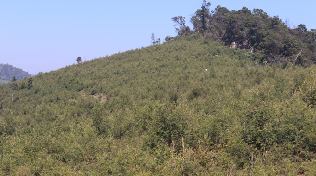 Before Forest area heavily invaded byinvasive plant species.