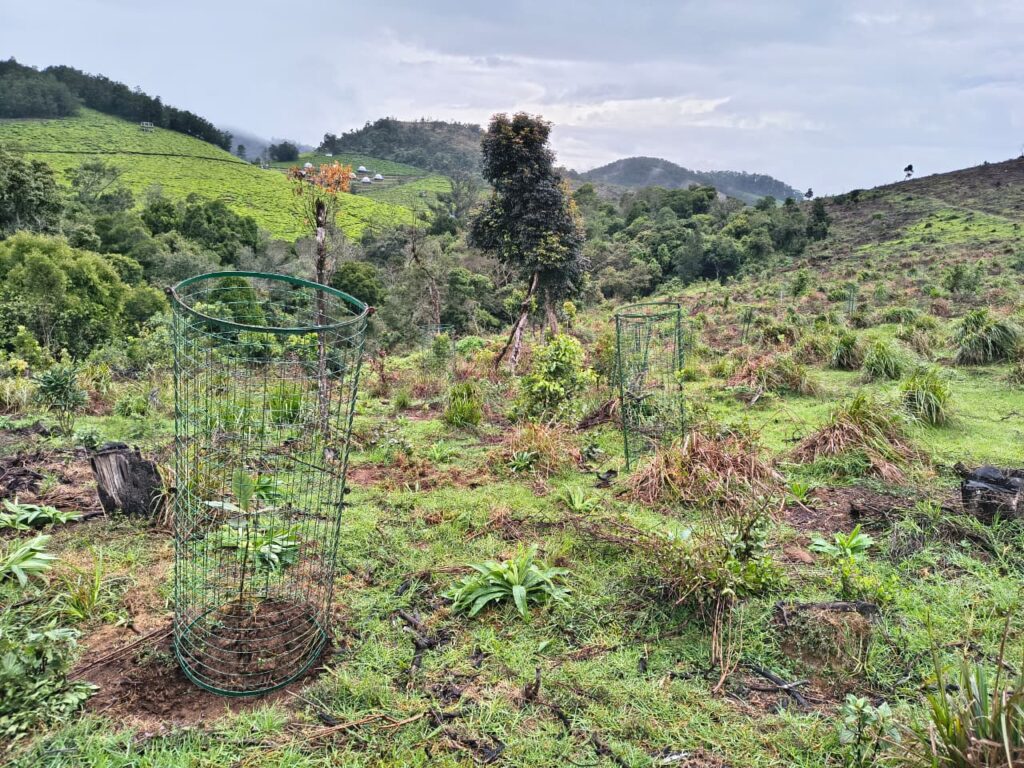 Curson restoration site planting(1)